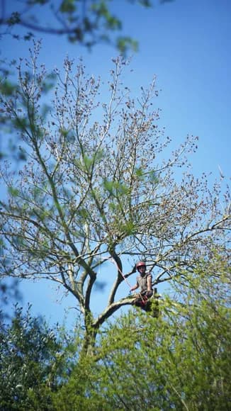 Bonoboom, boomverzorger in boom