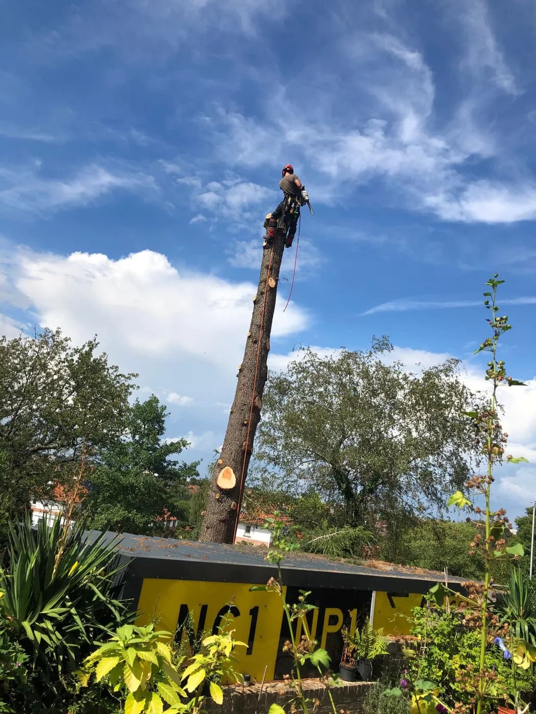 Boomverzorger bovenop een afgezaagde boomstam met veiligheidsuitrusting en kettingzaag, klaar om verdere snoei- of velwerkzaamheden uit te voeren.