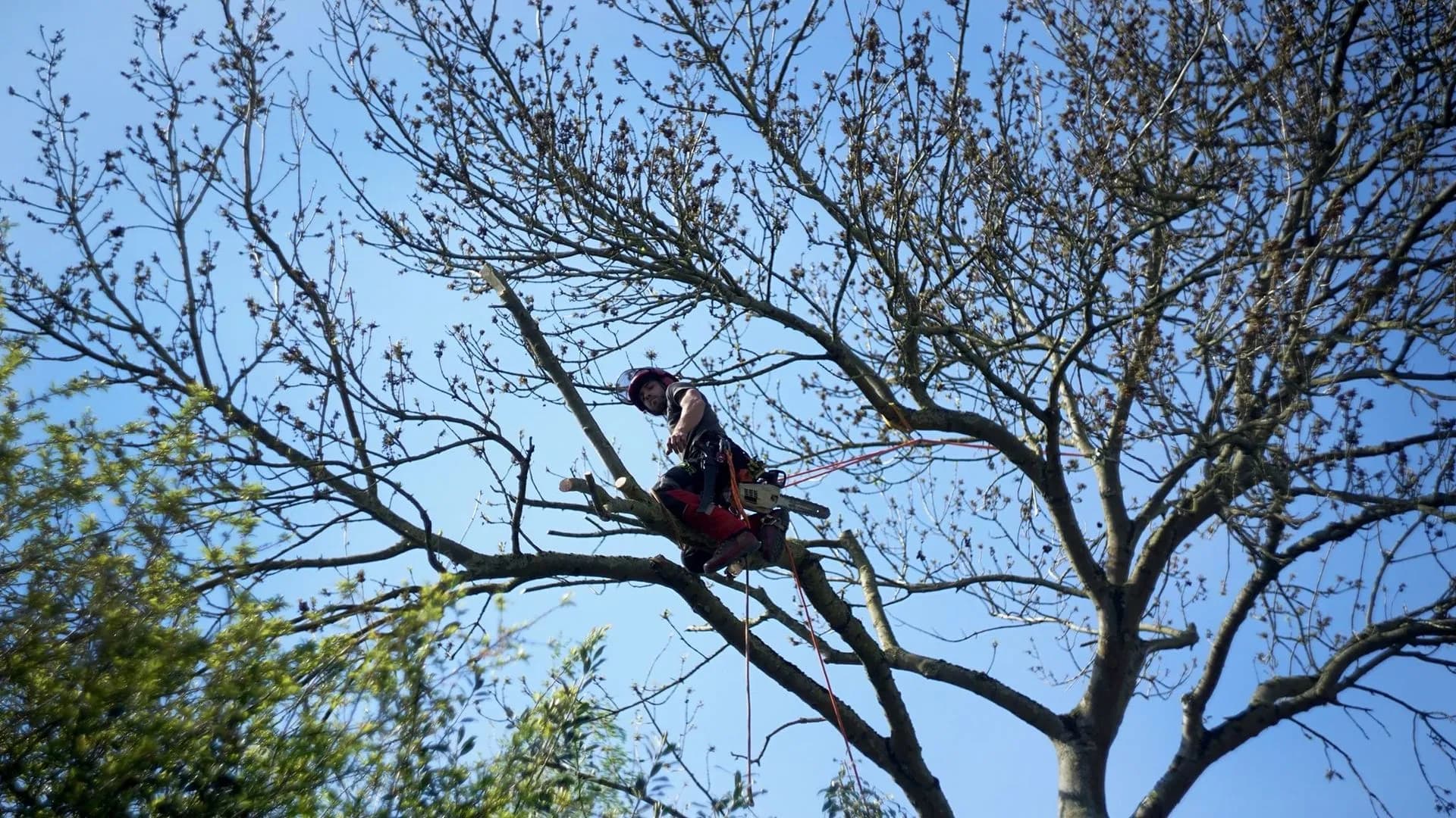Bonoboom, boomverzorger in boom met kettingzaag