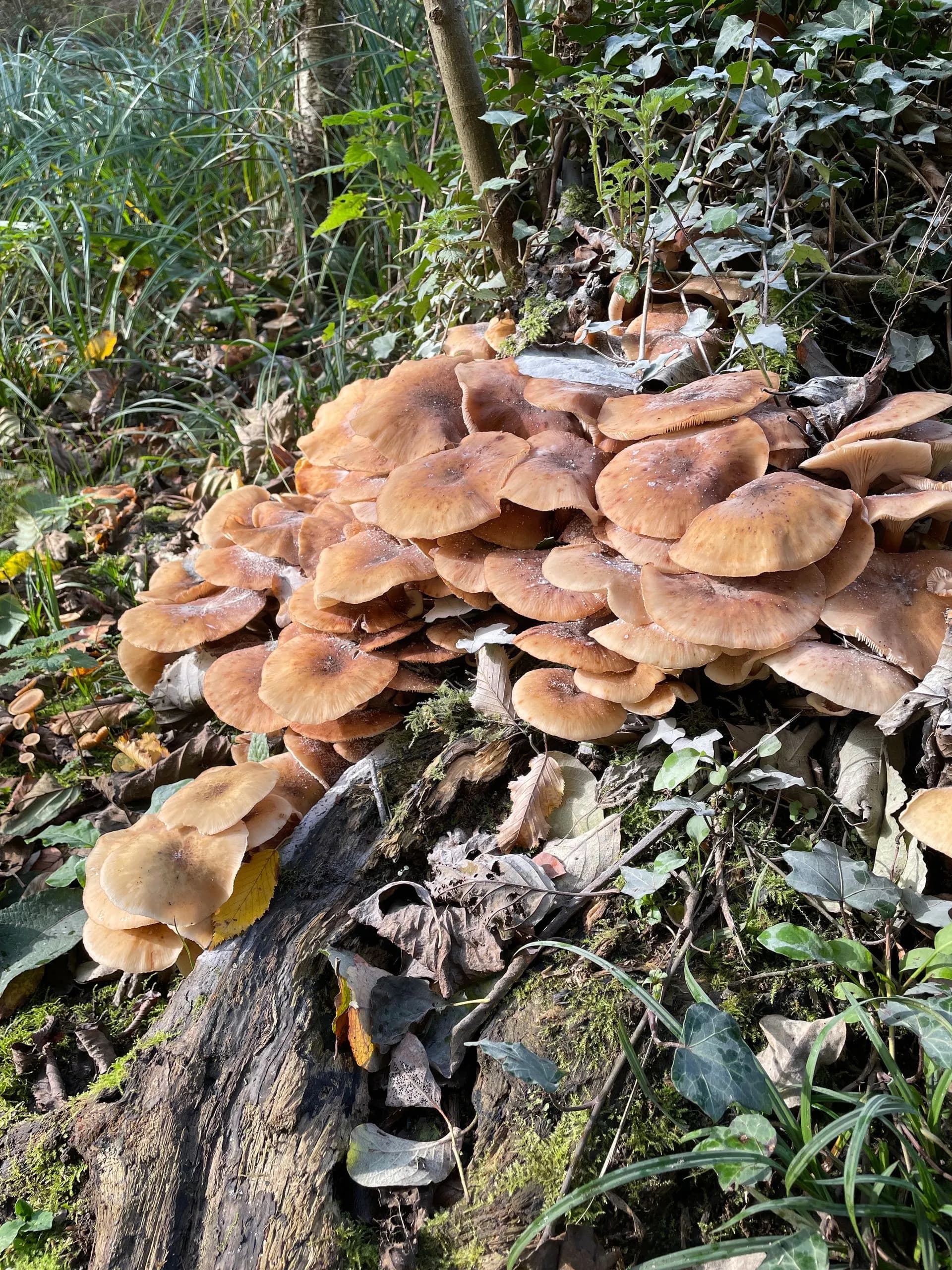 Bonoboom, zwammen op boomstam