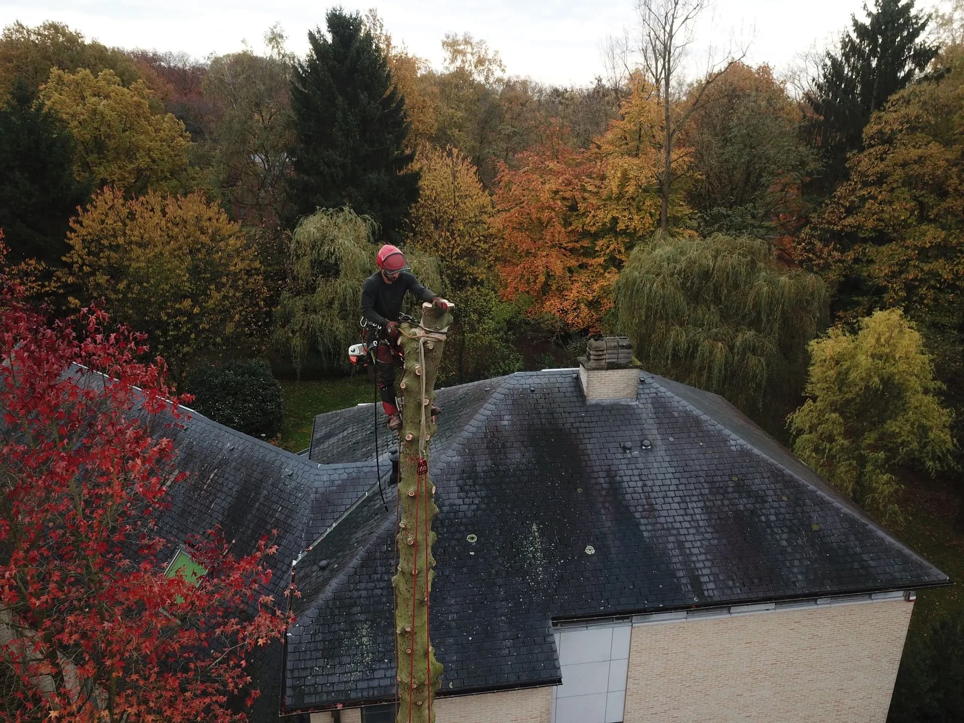 Boomverzorger voert vellingen uit op een smalle boomstam naast een dak.