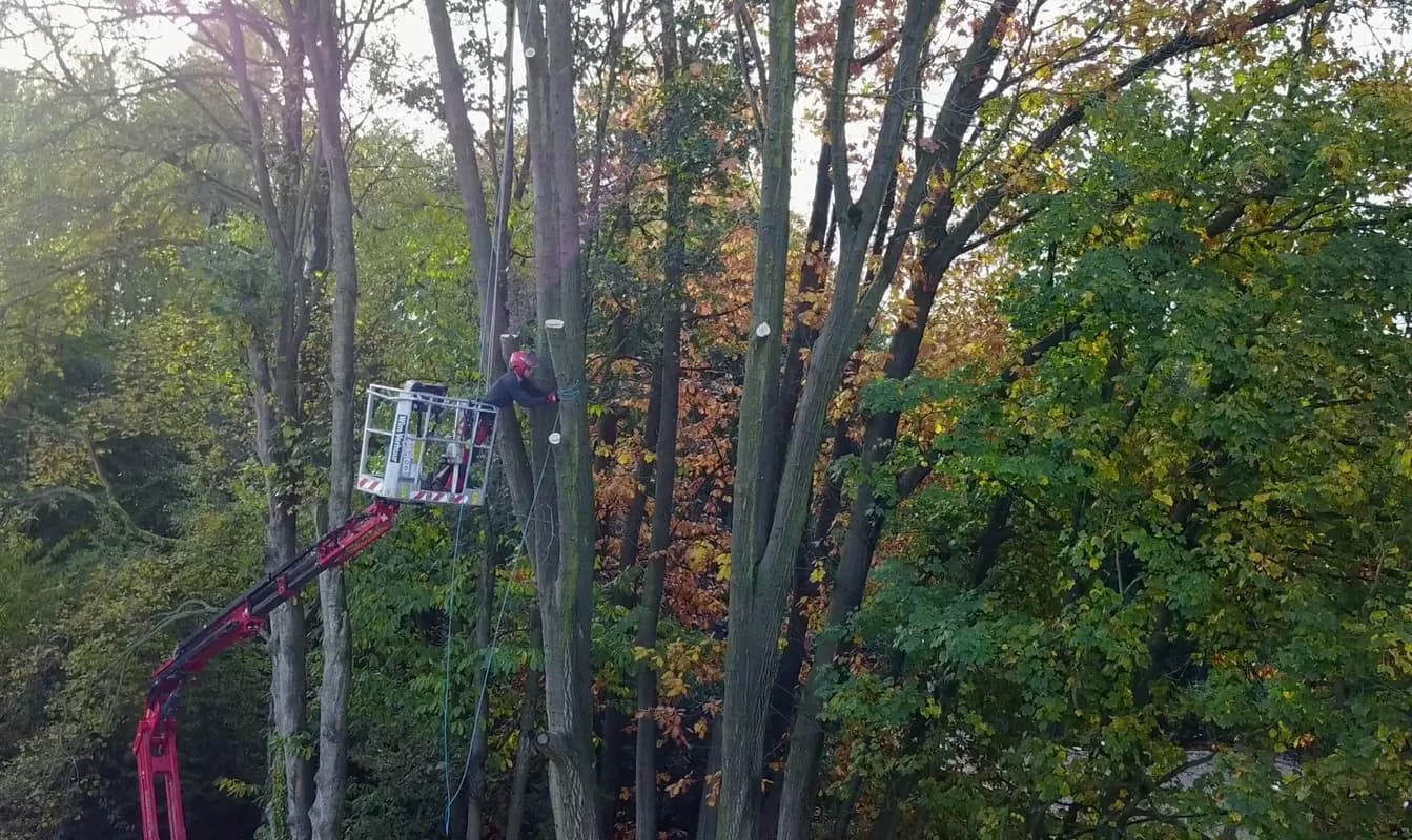Boomverzorger in een hoogwerker, bezig met snoeien van hoge bomen in een bosrijke omgeving.