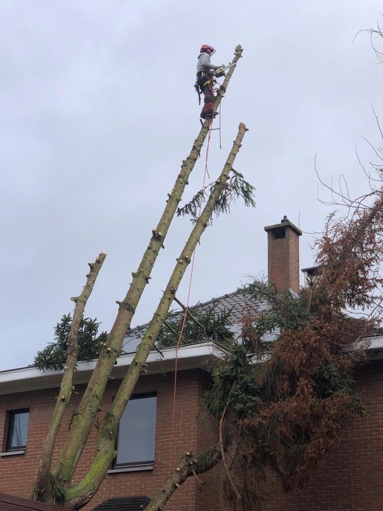 Boomverzorger bezig met het opruimen van stormschade, waarbij een beschadigde boom veilig wordt verwijderd naast een woning, met behulp van klim- en veiligheidsuitrusting